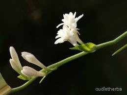 augmented_Polianthes tuberosa flower6_0_794.jpeg